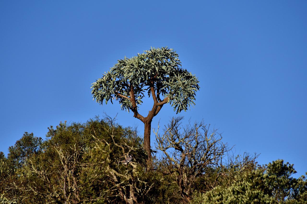 Tredenham Boutique Hotel Bloemfontein Exterior foto The tree
