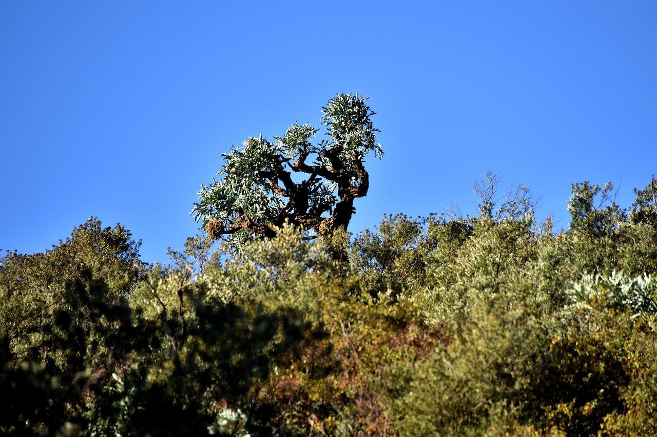 Tredenham Boutique Hotel Bloemfontein Exterior foto A juniper tree in the park